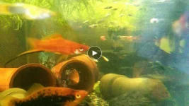 153395512_1085891115154140_2961765549532870896_n.webp