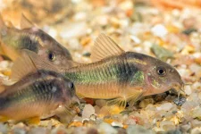bronze corys.webp