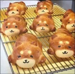 shiba inu.webp