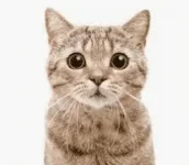 1625985056981.webp 1625985056981.webp