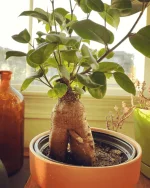 plant.webp