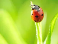 03-ladybug-scary-adorable-animals-sl.webp 03-ladybug-scary-adorable-animals-sl.webp