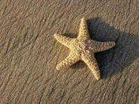 04-starfish-scary-adorable-animals-sl.webp 04-starfish-scary-adorable-animals-sl.webp