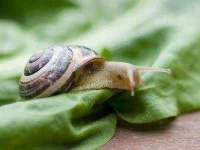 02-snail-scary-adorable-animals-sl.webp 02-snail-scary-adorable-animals-sl.webp