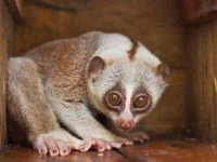 01-slow-loris-scary-adorable-animals-sl.webp 01-slow-loris-scary-adorable-animals-sl.webp