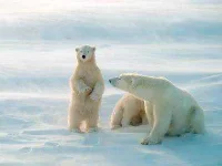 05-polar-bear-scary-adorable-animals-sl.webp 05-polar-bear-scary-adorable-animals-sl.webp