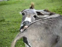 6bigstockfunnydonkey2035772jpg.webp