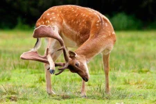 deer_scratching_head_itch-other.webp deer_scratching_head_itch-other.webp