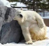 itchy_bear_back.webp itchy_bear_back.webp