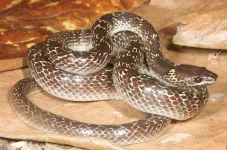 Lycodon_capucinus.webp Lycodon_capucinus.webp