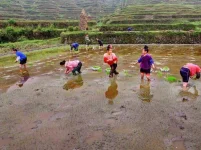 chinese-rice-fields-2.webp