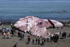 Giant-Squid-Found-In-California.webp