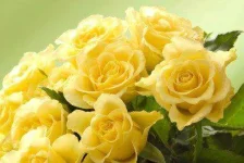 6-Rose-Colors-and-Their-Meanings-02-af.webp