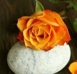 6-Rose-Colors-and-Their-Meanings-05-af.webp