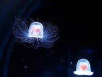 01-animals-live-forever-immortal-jellyfish-sl.webp 01-animals-live-forever-immortal-jellyfish-sl.webp