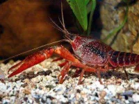 02-animals-live-forever-lobster-sl.webp 02-animals-live-forever-lobster-sl.webp