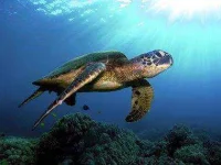 03-animals-live-forever-turtles-sl.webp 03-animals-live-forever-turtles-sl.webp