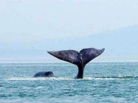 05-animals-live-forever-bowhead-whale-sl.webp 05-animals-live-forever-bowhead-whale-sl.webp