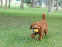 10-dog-park-reading-books-sl.webp 10-dog-park-reading-books-sl.webp