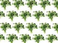 02-superfoods-watercress-sl.webp