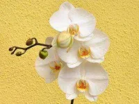 flowers-for-Valentines-Day-04-orchids-sl.webp