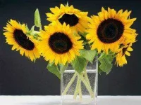 flowers-for-Valentines-Day-06-sunflowers-sl.webp