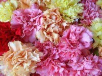 flowers-for-Valentines-Day-05-carnations-sl.webp