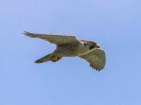 04-animal-superpowers-peregrine-falcon-l.webp 04-animal-superpowers-peregrine-falcon-l.webp