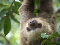 05-animal-superpowers-sloth-l.webp 05-animal-superpowers-sloth-l.webp