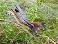 02-animal-superpowers-lyrebird-sl.webp 02-animal-superpowers-lyrebird-sl.webp