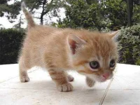 13-things-cats-earthquake-sl.webp
