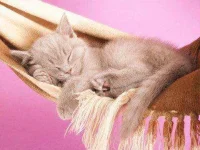 13-things-cats-05-sl.webp