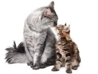 13-things-cats-01-sl.webp