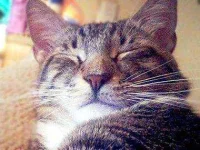 13-things-cats-purring-04-sl.webp