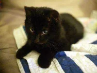 13-things-cats-purring-02-sl.webp