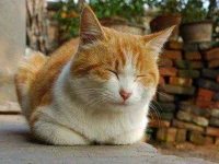 13-things-cats-06-sl.webp