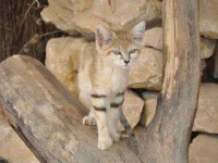 13-things-cats-09-sl.webp
