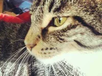 13-things-cats-pulse-sl.webp