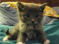 cats-sweat-paws-sl.webp