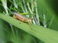 01-weather-crickets-sl.webp