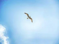 03-weather-birds-fly-high-sl.webp