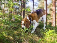 03-13-thiings-you-didnt-know-about-dogs-sl.webp