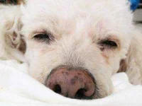 08-13-thiings-you-didnt-know-about-dogs-sl.webp