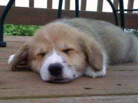 02-13-thiings-you-didnt-know-about-dogs-sl.webp