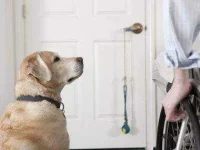 05-13-thiings-you-didnt-know-about-dogs-sl.webp