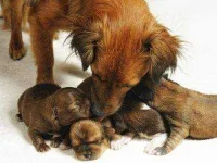 06-13-thiings-you-didnt-know-about-dogs-sl.webp