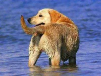 09-13-thiings-you-didnt-know-about-dogs-sl.webp
