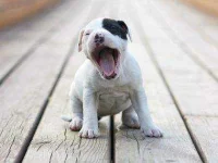 11-13-thiings-you-didnt-know-about-dogs-sl.webp