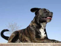 01-13-thiings-you-didnt-know-about-dogs-sl.webp
