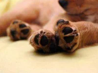 13-13-thiings-you-didnt-know-about-dogs-sl.webp